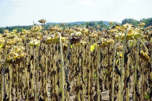 Sunflower with seeds photo