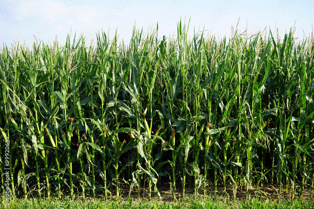 Obraz premium Green corn field