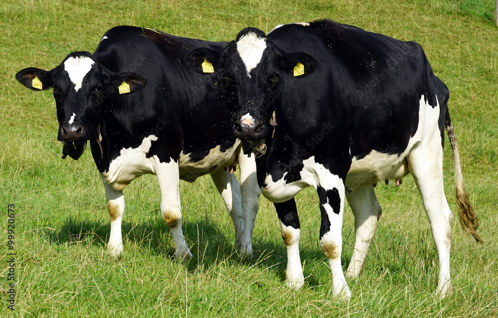 Two cows Two cows