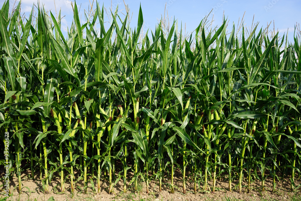 Obraz premium Green corn