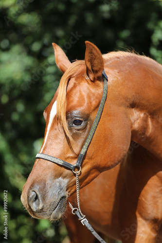 Head shot of a young arabian stallion at horse farm
