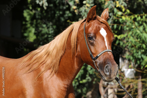 Close-up beautiful arabian horse head on natural background