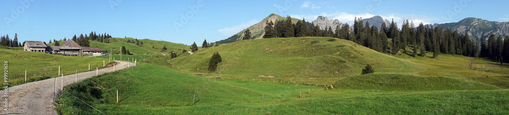 Panorama of green pasture