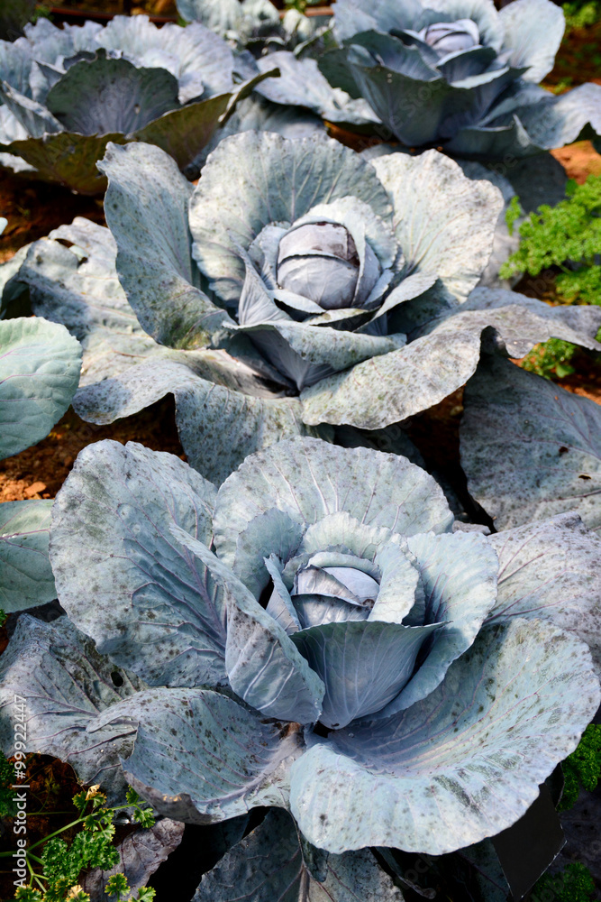 Fototapeta premium Red cabbages.