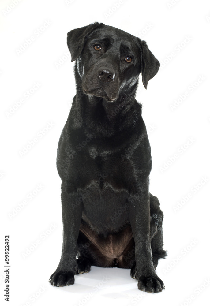 female black labrador retriever