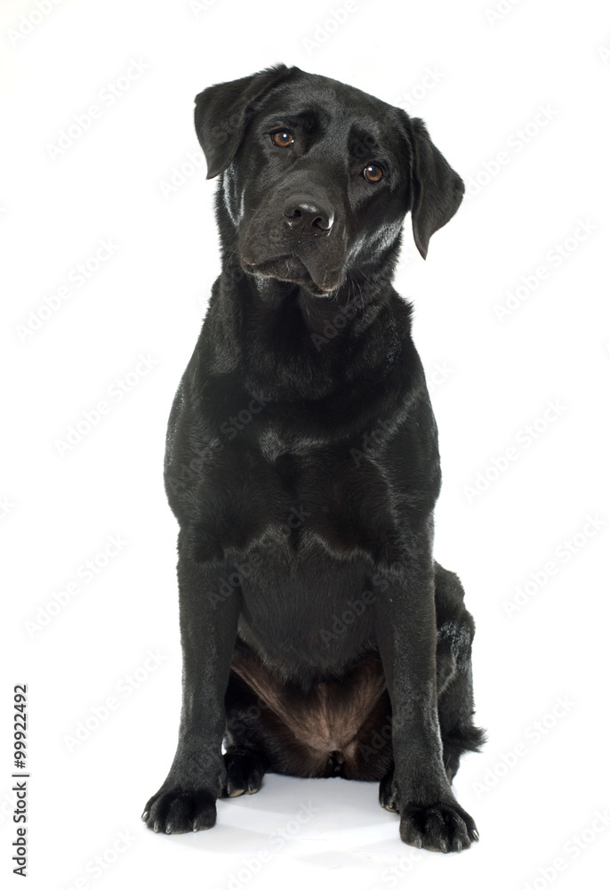 female black labrador retriever female black labrador retriever