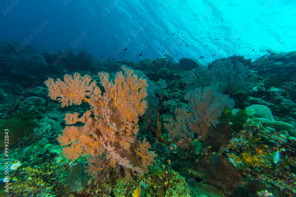Obraz premium Sea Fans in Coral Reef