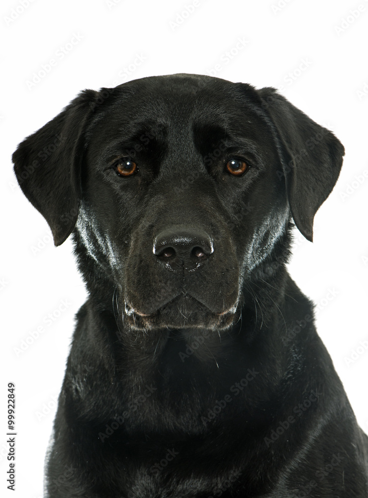 female black labrador retriever
