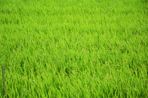 Rice field. © Ubonwan