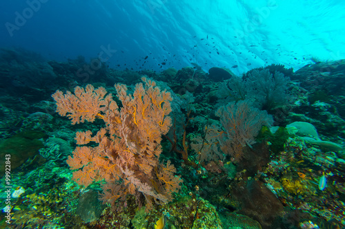 Sea Fans in Coral Reef