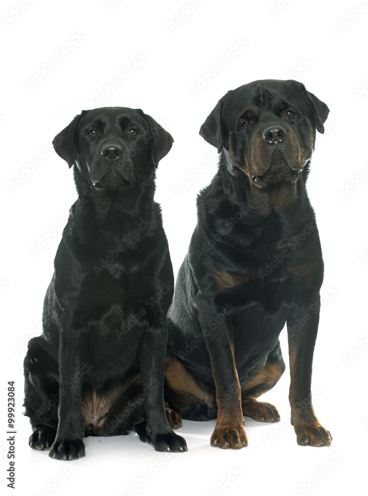 rottweiler and labrador retriever