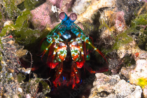 Peacock Mantis Shrimp (Odontodactylus scyllarus)