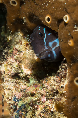Black Combtooth Blenny  (Ecsenius namiyei)