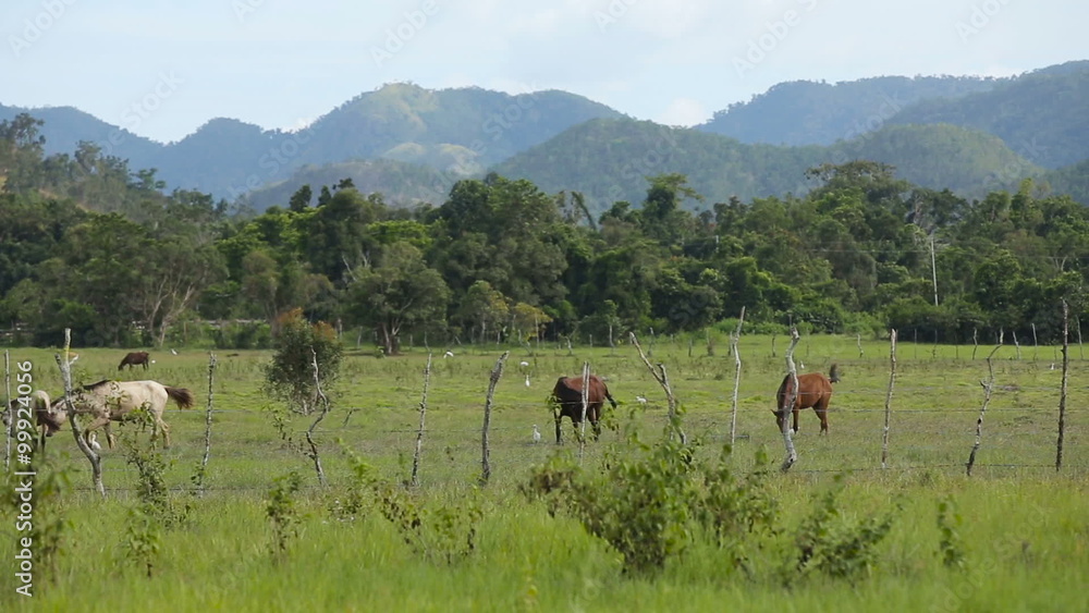 Horses grazing in green meadow. Horses grazing in green meadow.