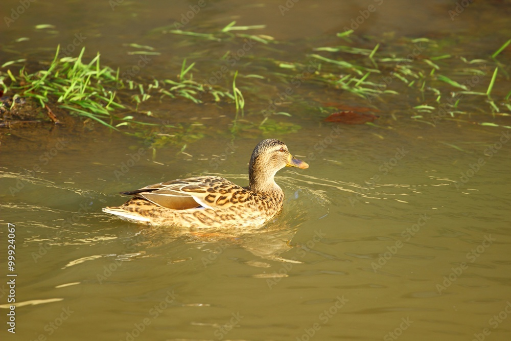 Wild duck female in water Wild duck female in water
