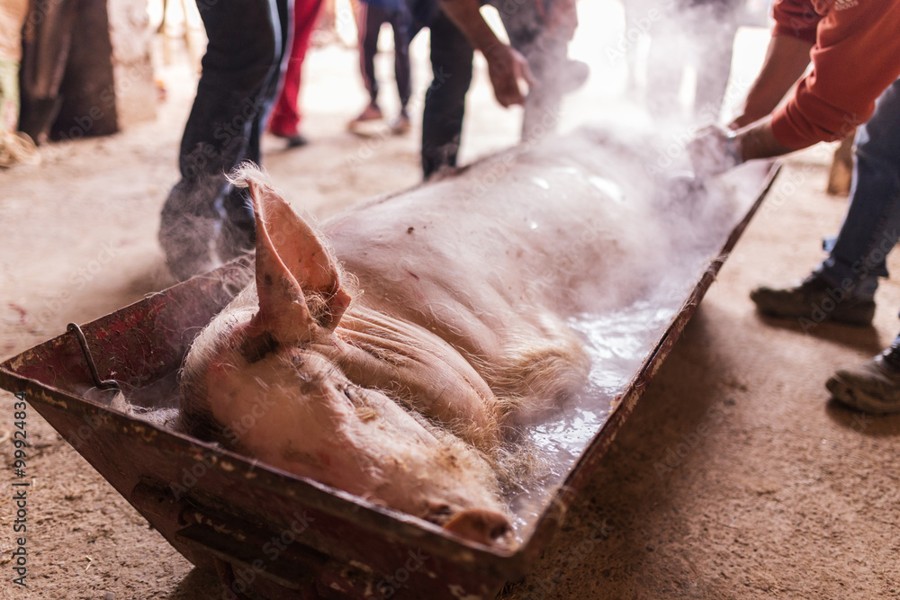 slaughtered pig watered with hot water to remove hair