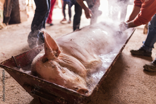 Obraz na płótnie slaughtered pig watered with hot water to remove hair w salonie