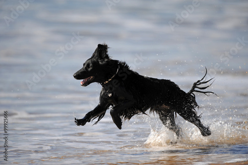 hund läuft am Wasser