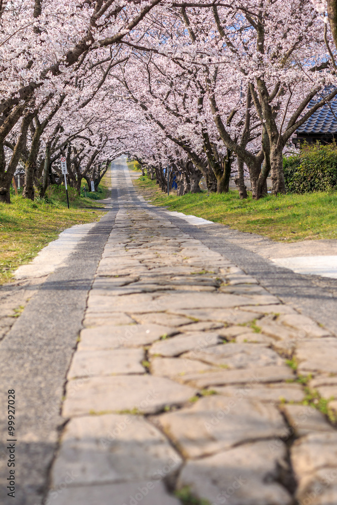 桜のアーチ＠佐賀県武雄市