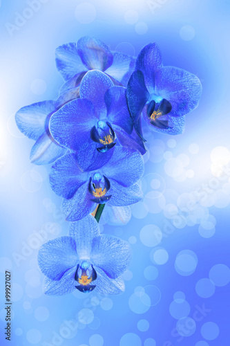 Orchidea photo