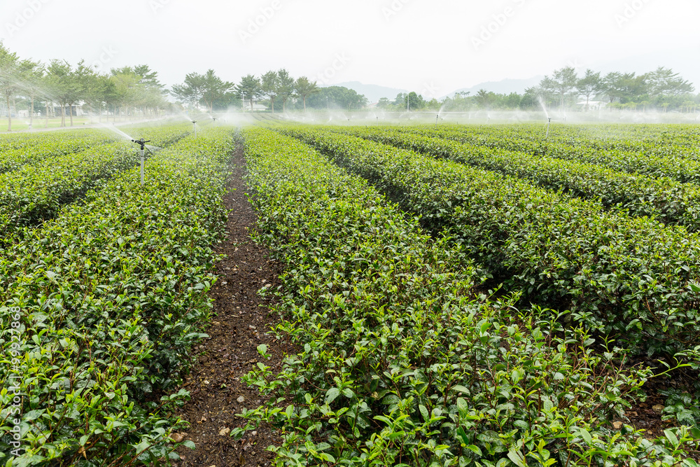 Tea plantation fields with water sprinkler system