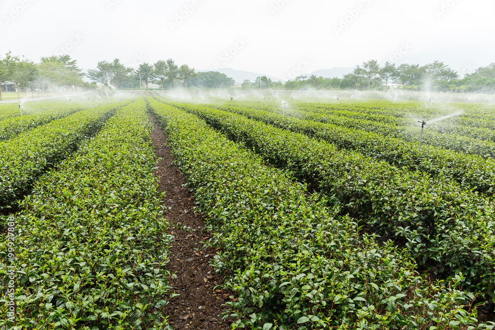 Tea plantation with water sprinkler system