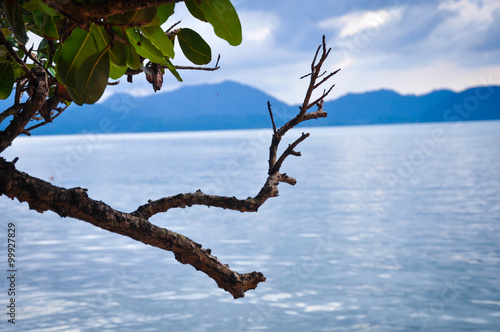 The tree view on the sea photo