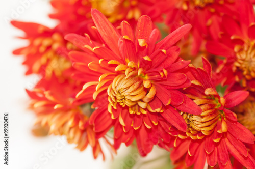 red autumn flower  the chrysanthemum  the effect has been applie