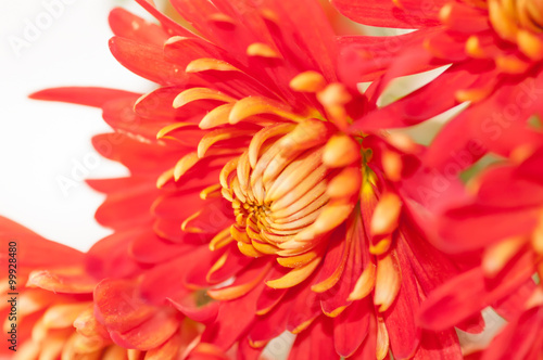 red autumn flower  the chrysanthemum  the effect has been applie