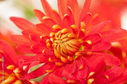 red autumn flower  the chrysanthemum  the effect has been applie
