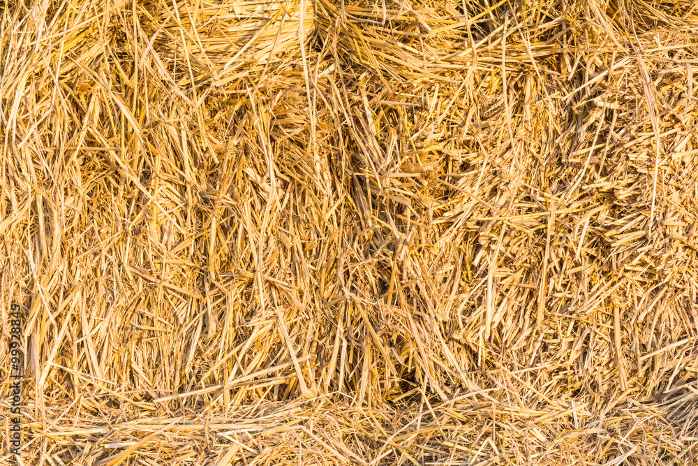 Rice Straw Background Rice Straw Background