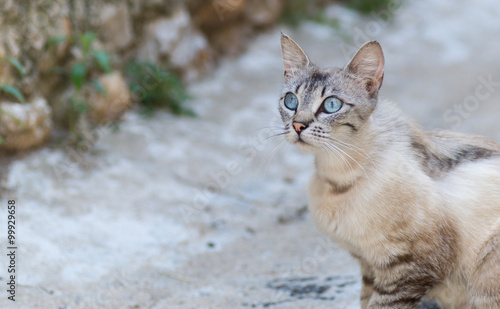 Foto Chat
