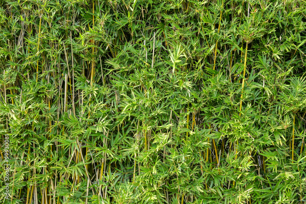 Obraz premium Bamboo background