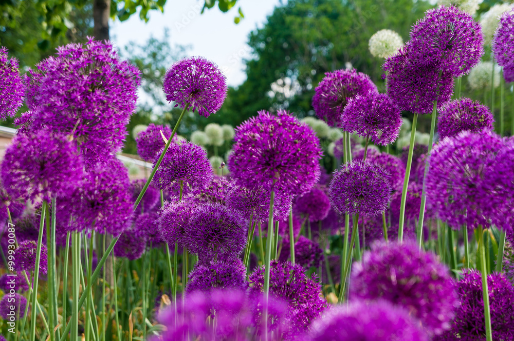 Obraz premium Allium flowers in a flower bed
