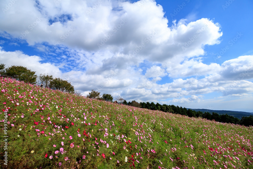 コスモス畑＠長崎県諫早市白木峰