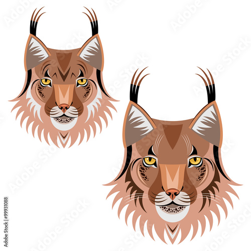 Photography Lynx