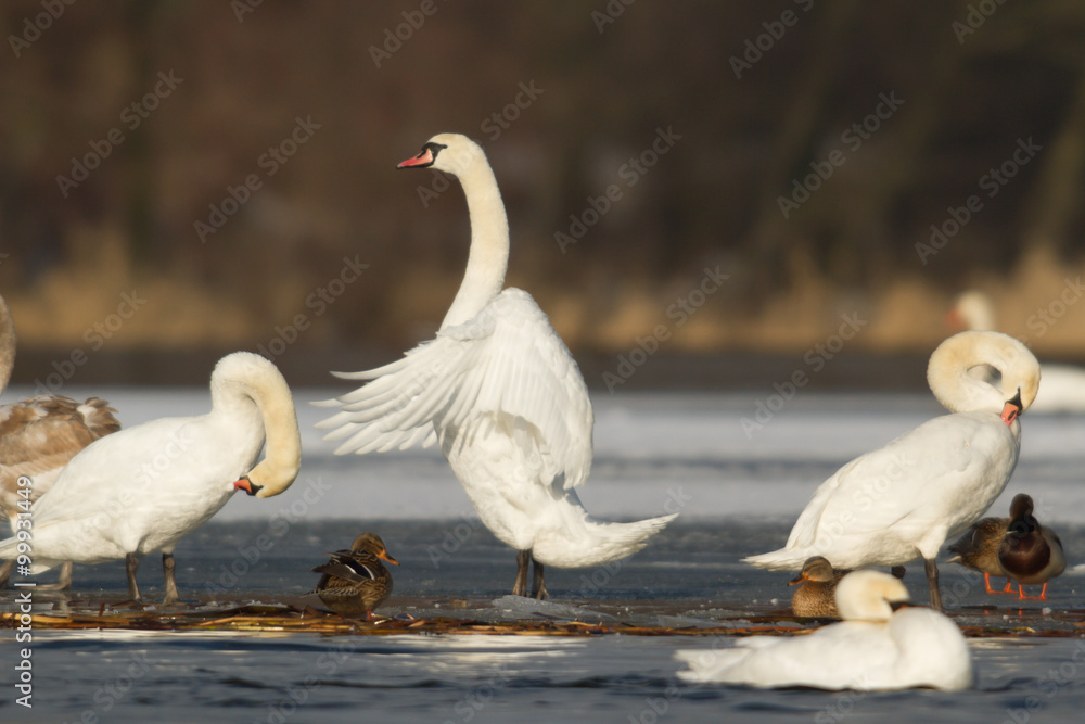swan swan