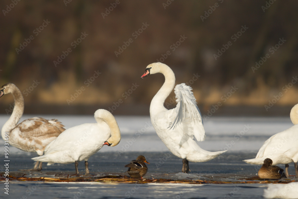 swan swan