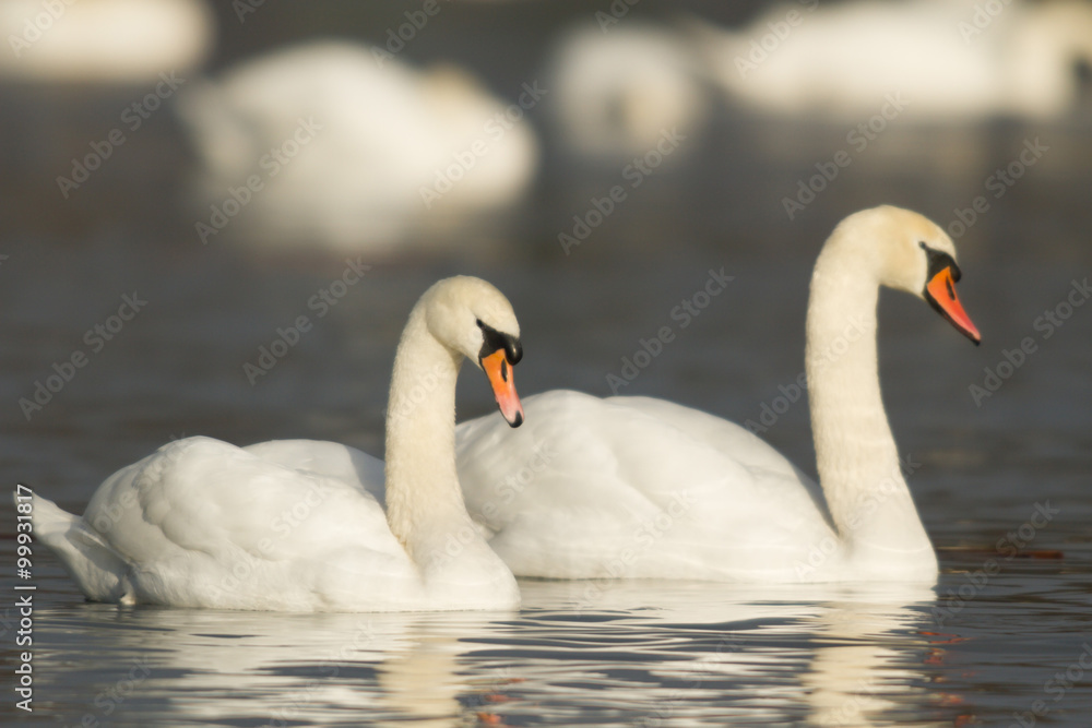 swan swan