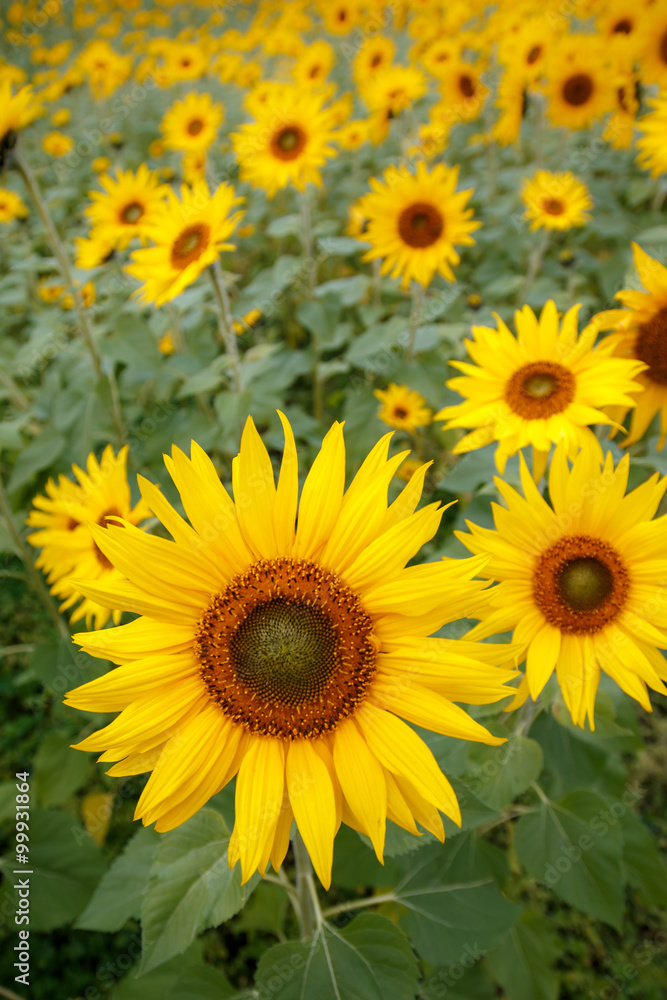 ヒマワリの花