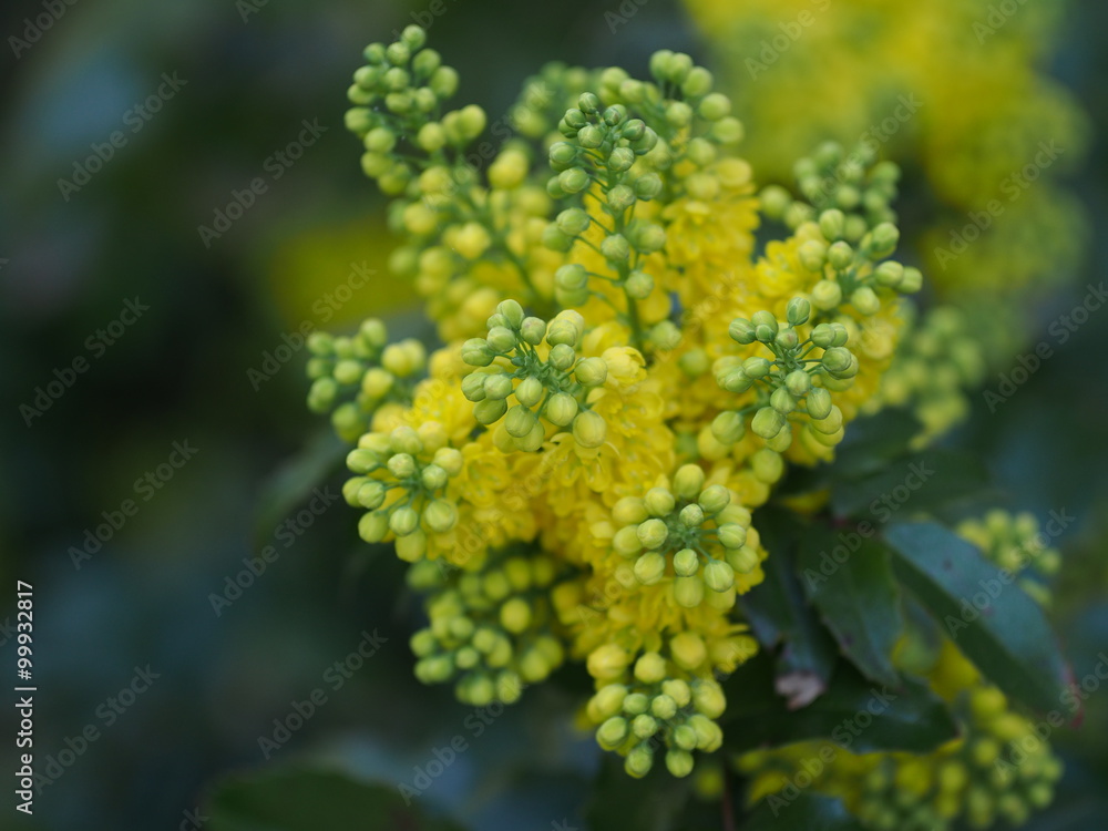 mahonia aquifolium oregon grape mahonia aquifolium oregon grape