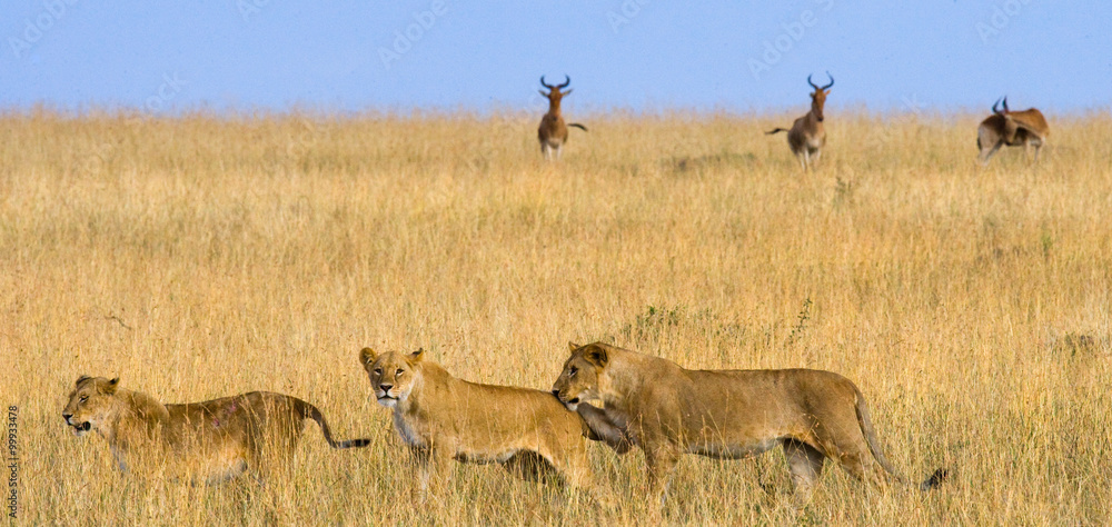 Obraz premium Group of lionesses in the Savannah. National Park. Kenya. Tanzania. Masai Mara. Serengeti. An excellent illustration.