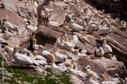 Gannets in saltee island, the larger breeding colony at the south of Wexford, in Ireland