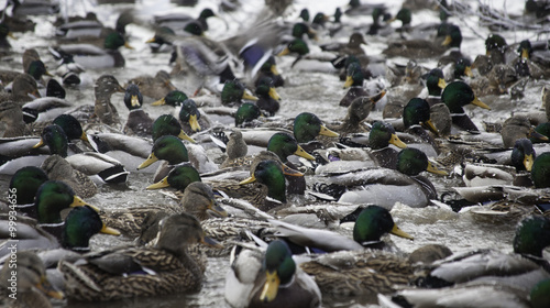 lot of ducks in winter pond
