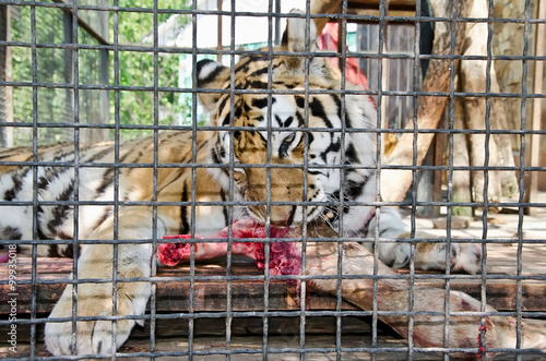 Tiger in caged  in Yalta zoo