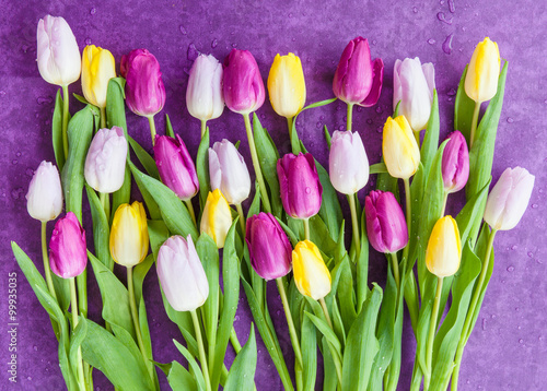 Fototapeta Naklejka Na Ścianę i Meble -  Bunte Tulpen auf Lila