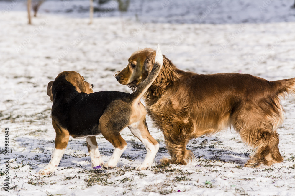 Cocker Spaniel Beagle Puppies