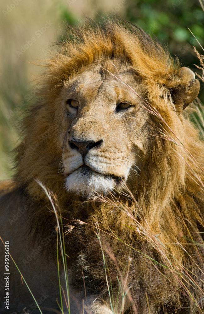 Portrait of a male lion. Kenya. Tanzania. Maasai Mara. Serengeti. An excellent illustration. Portrait of a male lion. Kenya. Tanzania. Maasai Mara. Serengeti. An excellent illustration.
