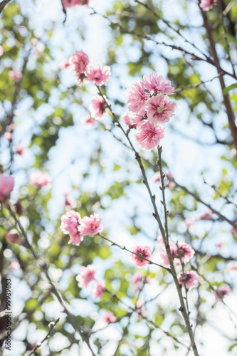 beautiful sakura blossom