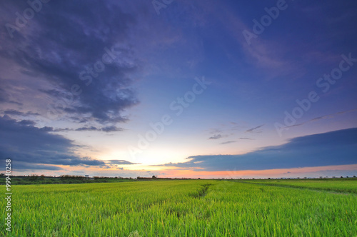 Wide paddy field at sunset with blue sky at Perak Malaysia